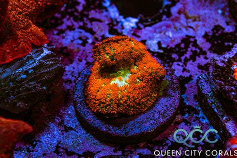 Exploring the diversity of coral magical wreckers